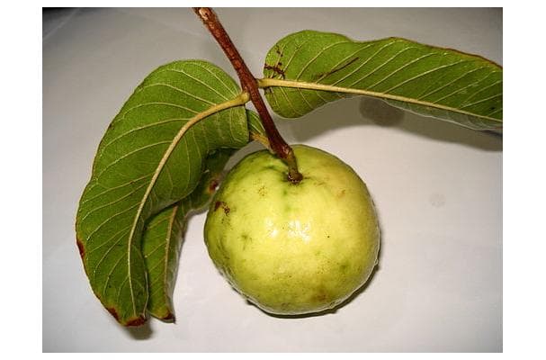 Food image for Guava