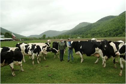 Cabot Cows