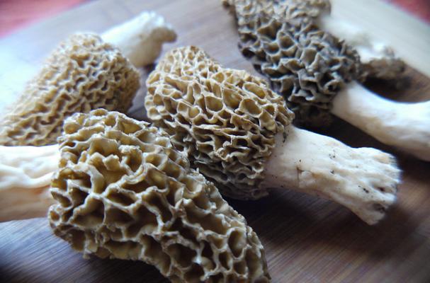 Morels