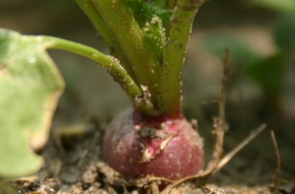 Homegrown Radish
