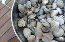Puget Sound Clams