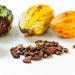 Gigantic National Cacao Beans Rediscovered in Ecuador