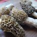 Morels