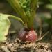 Homegrown Radish