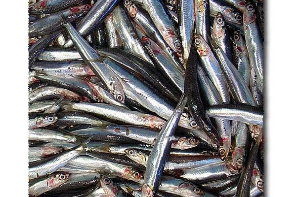 Food image for Anchovy
