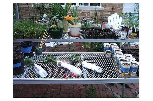 Chester Thornless Blackberries