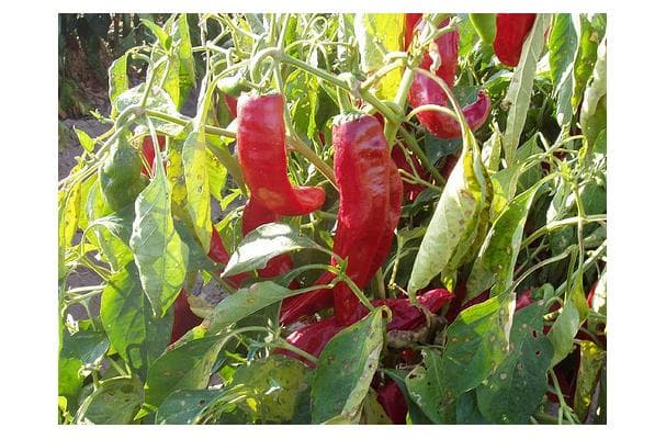 Food image for Hatch Chili Pepper