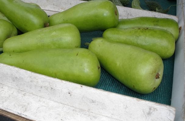 Food image for Opo Squash