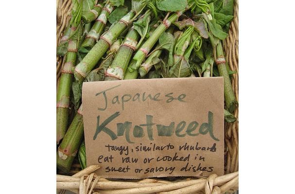 Food image for Japanese Knotweed