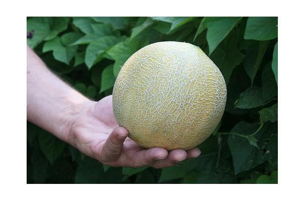 Ambrosia Melon