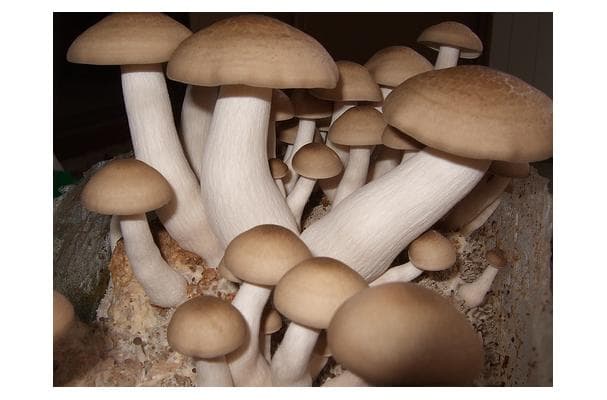 Food image for Beech Mushroom