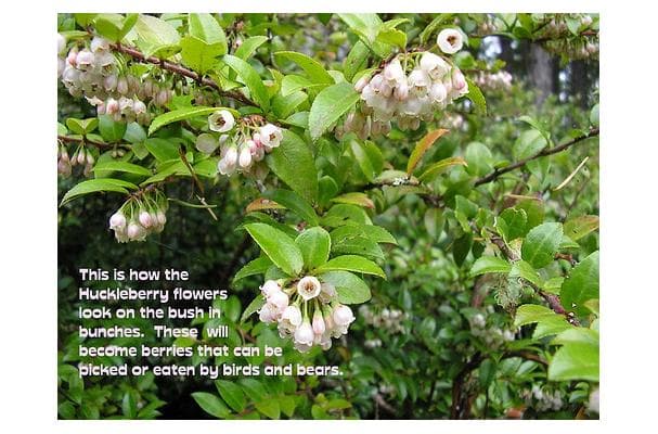 Food image for Huckleberry