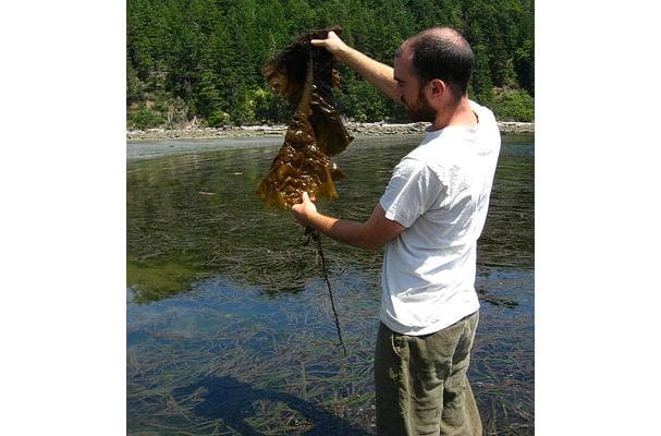 Food image for Sea Vegetable