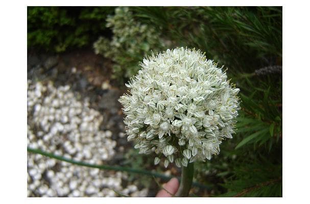 Food image for Onion Flowers
