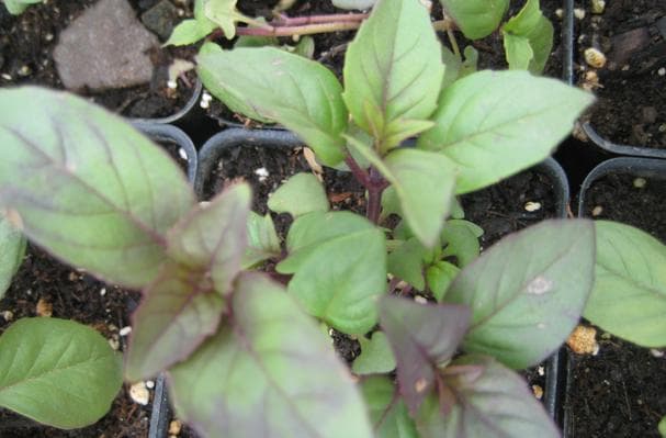 Cinnamon Basil