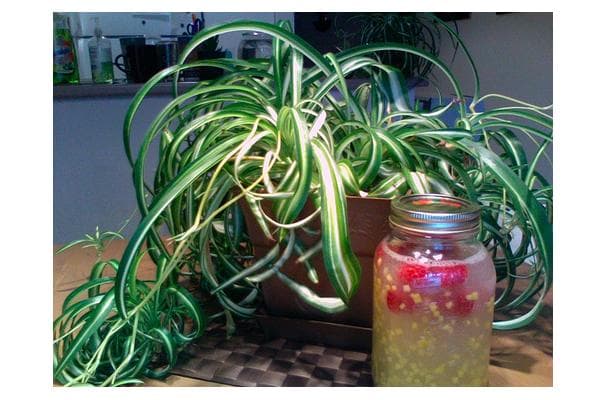 Food image for Xanthan Gum