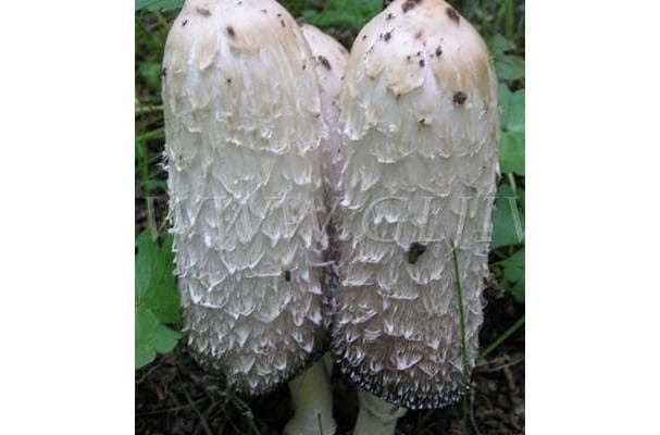 Shaggy Mane Mushroom