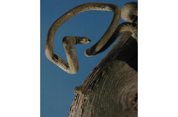 Grapevine Wood- خشب كرم العنب-