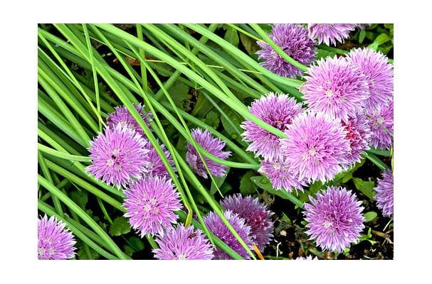 Food image for Chives