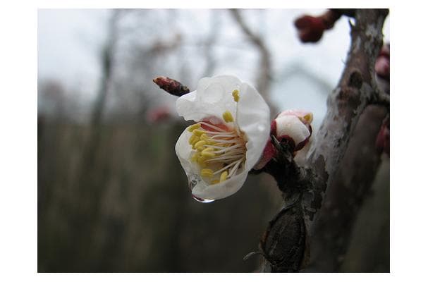 Rainier Strawberries
