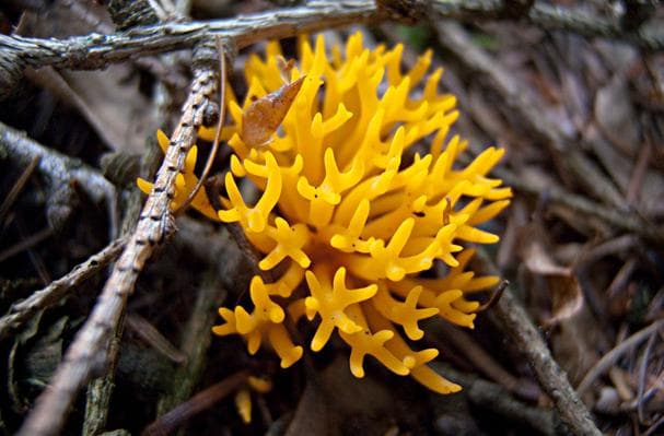 Coral Fungi