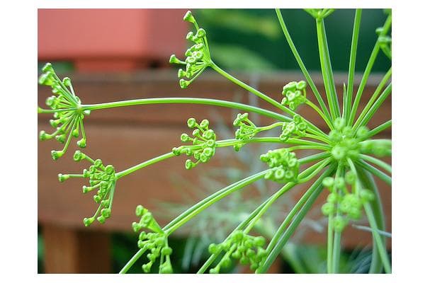 Food image for Dill Weed