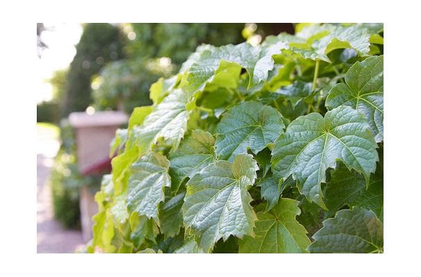 Food image for Roselle