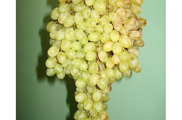Food image for Grape