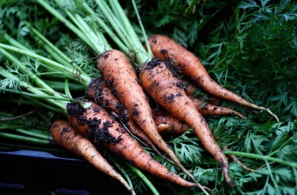 Growing Carrots: Tips & Tricks To A Successful Carrot Crop