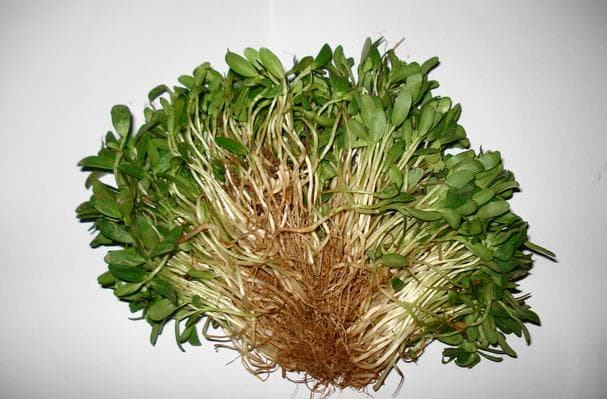 Food image for Kasuri Methi