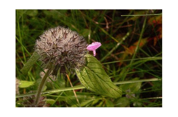 Food image for Bergamot