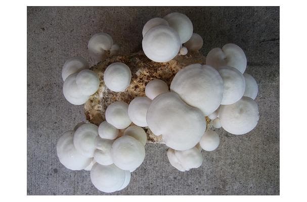 White Clamshell Mushroom