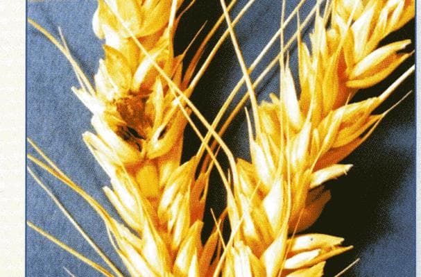 Food image for 00 flour, semolina flour