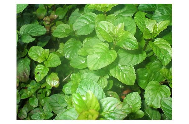 Food image for Peppermint