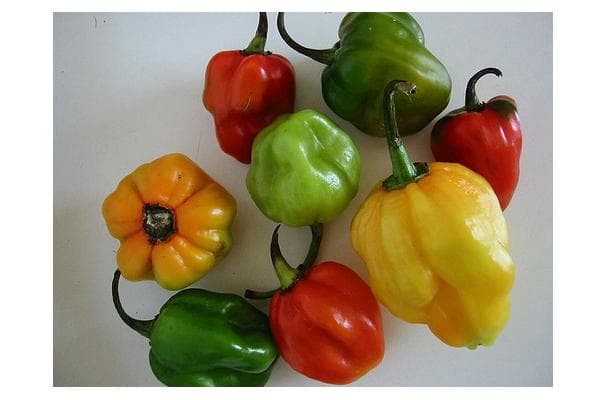 Food image for Scotch Bonnet Chillies