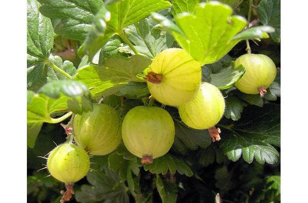 Food image for Gooseberries