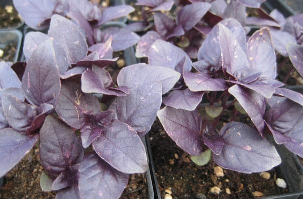 Red Rubin Basil