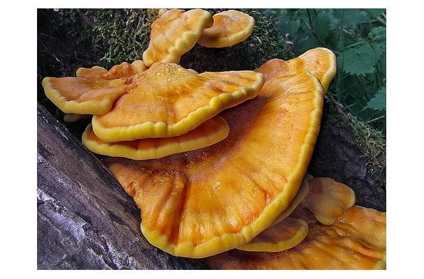 Chicken Of The Woods Mushroom