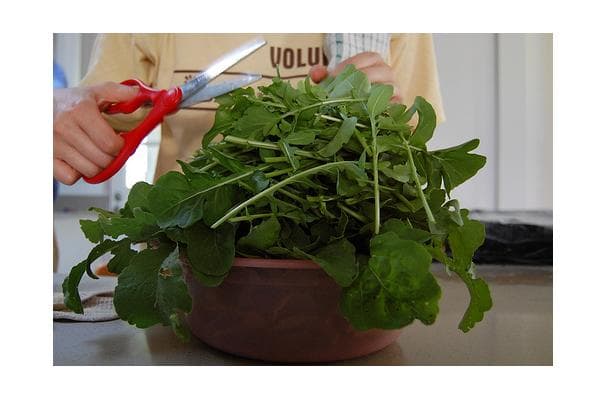 Food image for Arugula