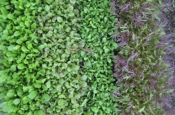 Micro Greens