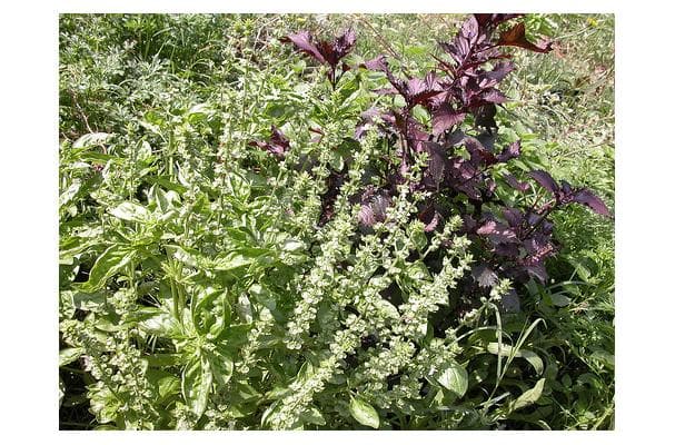 Food image for Shiso