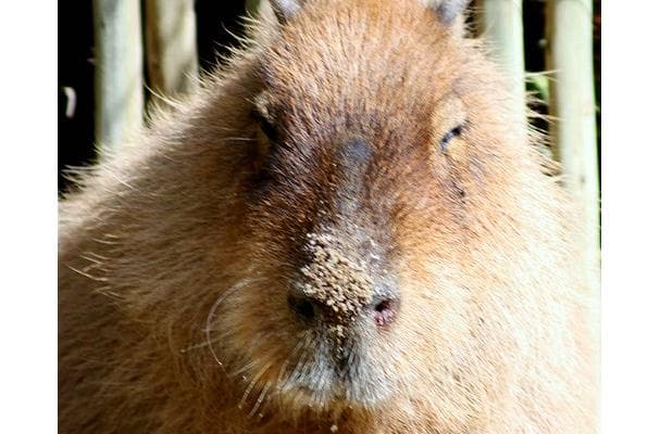 Food image for Capybara