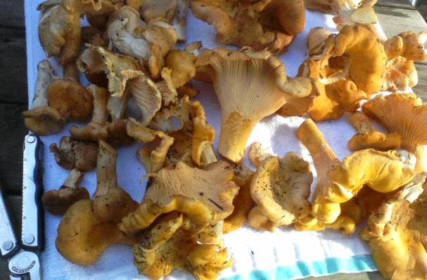 Chanterelle Mushrooms