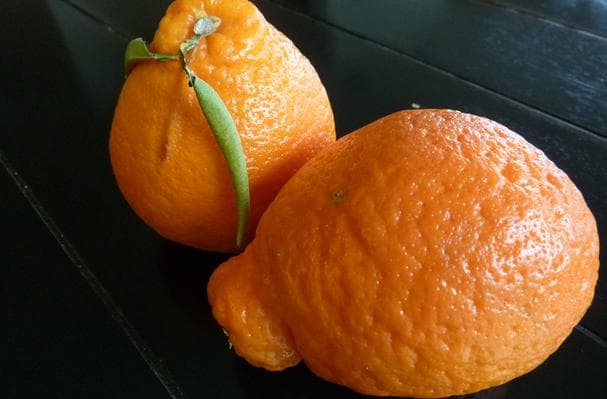 Food image for Minneola Tangelo