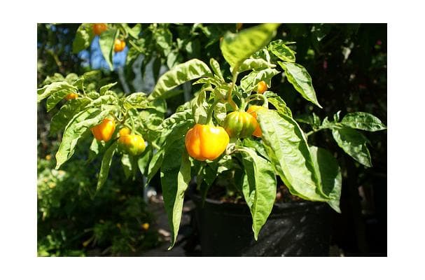 Food image for Scotch Bonnet Pepper