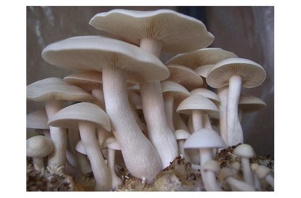 Hypsizygus Marmoreus