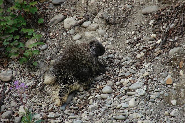 Mysterious Porcupine Balls