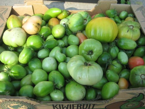 Green Tomatoes in The Garden
