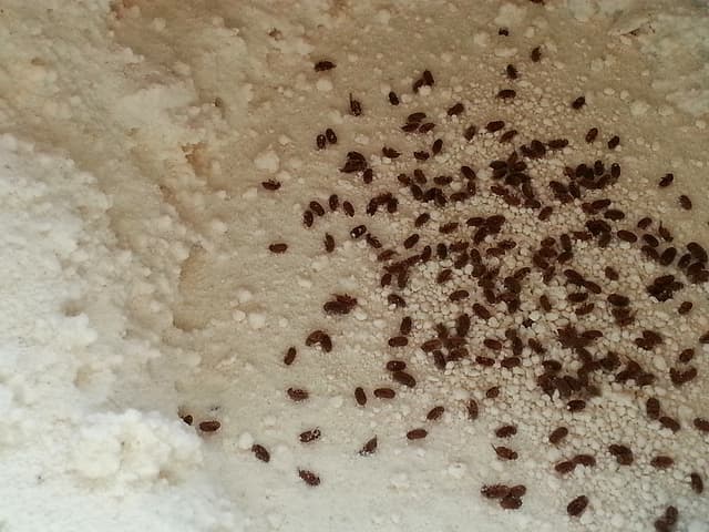 How To Prevent and Eliminate Weevils in Your Food