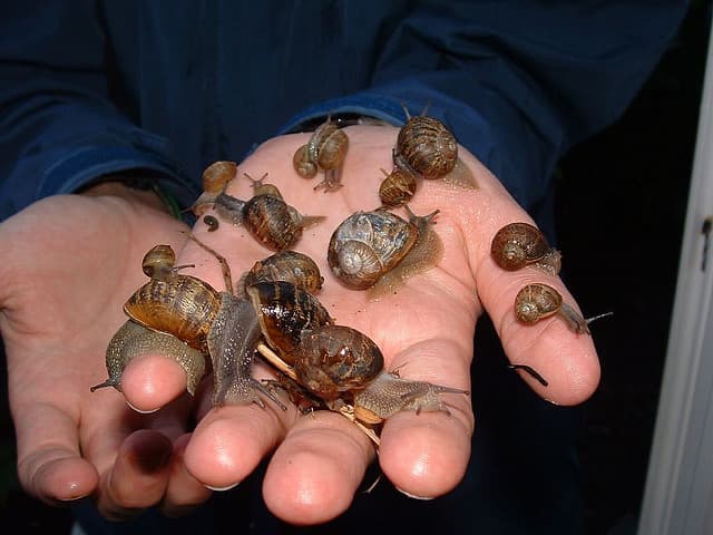 Celebrate National Escargot Day